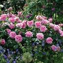 <p><i style="font-size: 12px; line-height: 17px;">* Picture is courtesy of&nbsp;<a href="http://www.davidaustinroses.com/english/Advanced.asp?PageId=1988" style="text-decoration: underline;">David Austin</a></i></p>